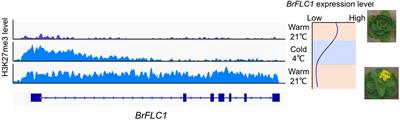 Genome Triplication Leads to Transcriptional Divergence of FLOWERING LOCUS C Genes During Vernalization in the Genus Brassica